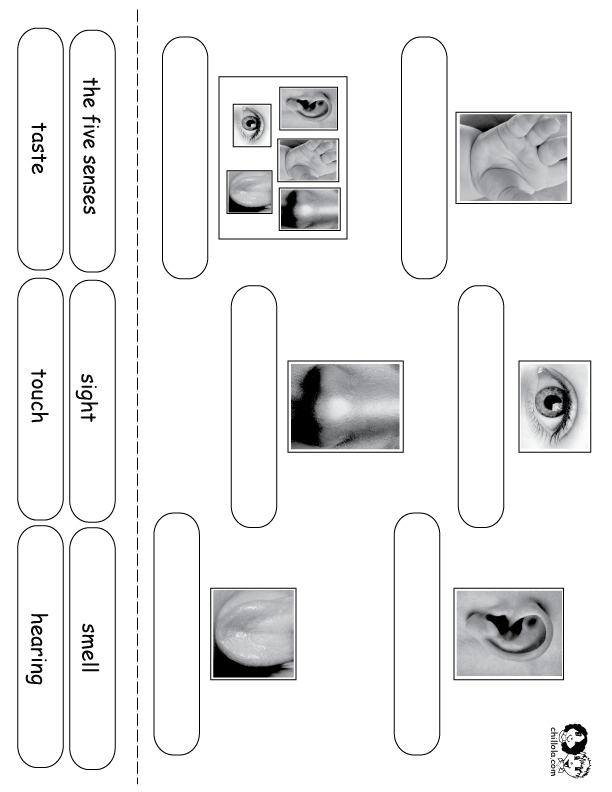the five senses english
