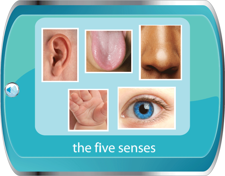 five senses english