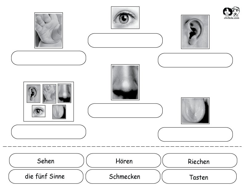 the five senses german