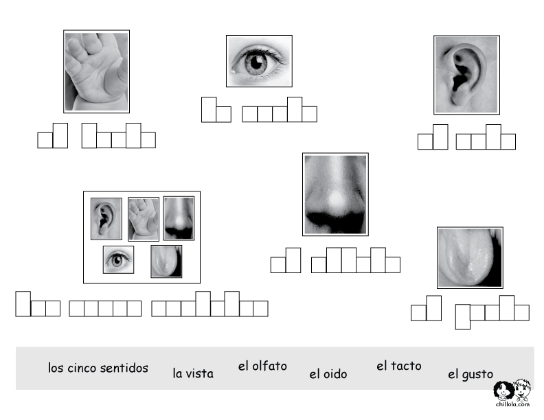 the five senses spanish