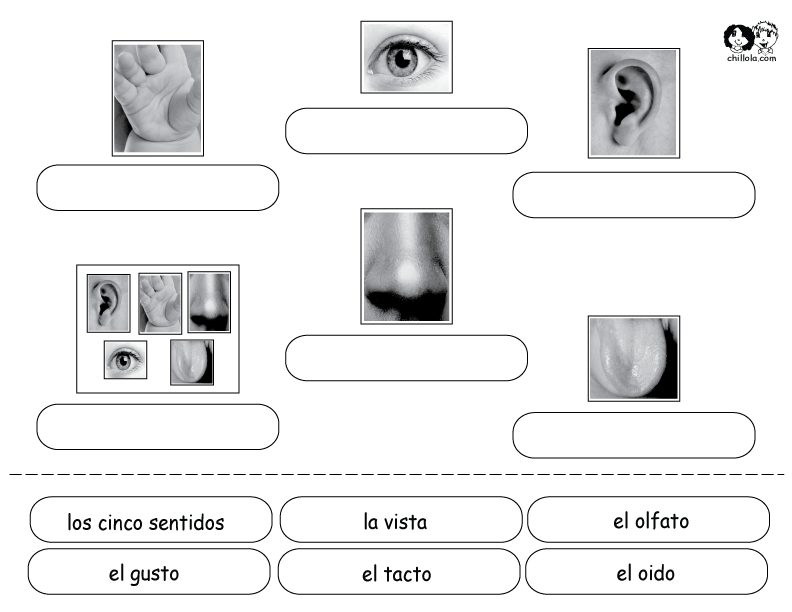 the five senses spanish